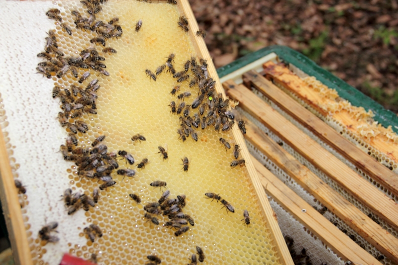 Kontrolle der Waben bei der Honigernte